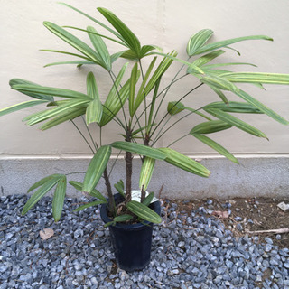 観葉植物観音竹泰山 卸売り花問屋 昭和町の生活雑貨の中古あげます 譲ります ジモティーで不用品の処分