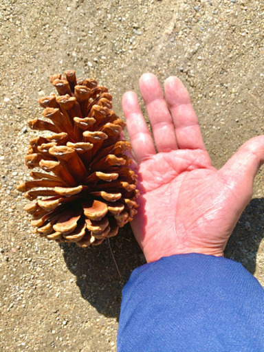 巨大松ぼっくり限定販売残り少なくなりましたので値下げします 小野 新居浜の家具の中古あげます 譲ります ジモティーで不用品の処分