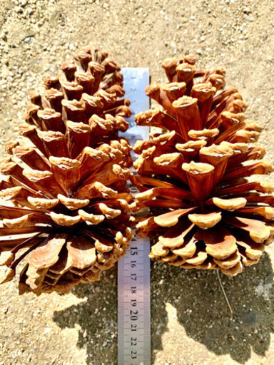 巨大松ぼっくり限定販売残り少なくなりましたので値下げします 小野 新居浜の家具の中古あげます 譲ります ジモティーで不用品の処分