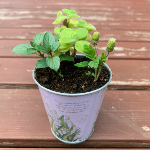 ハーブの寄せ植え 植物苗 ミント ハーブ みんみん 三ツ境の生活雑貨の中古あげます 譲ります ジモティーで不用品の処分