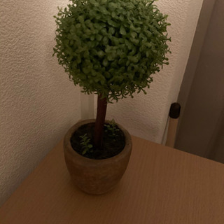 観葉植物　Amazon2000円程