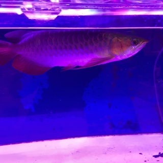 アクリル水槽　熱帯魚　