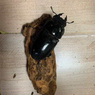 オオクワペア　能勢