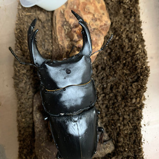 オオクワペア　能勢