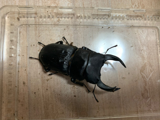 オオクワペア　久留米