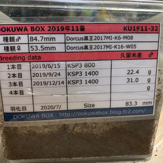 オオクワペア　久留米②