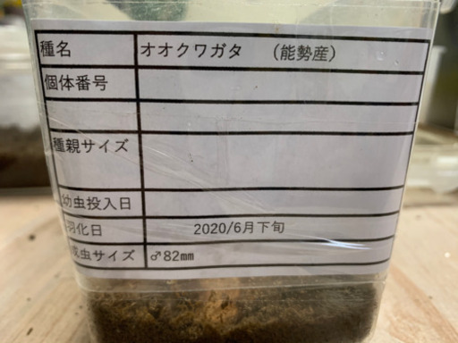 オオクワ　能勢