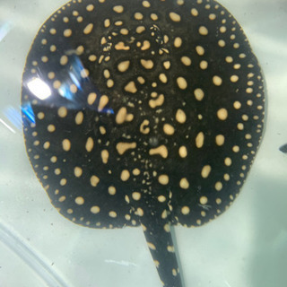 ダイヤモンドポルカ×スモールスポット ハイブリッド