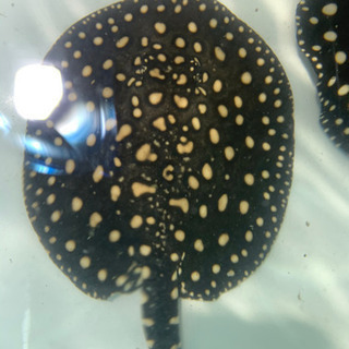 ダイヤモンドポルカ×スモールスポット　ハイブリッド