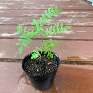 中古ジャカランダが無料 格安で買える ジモティー