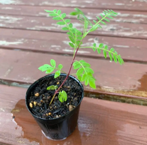 ジャカランダ 観葉植物 植物苗 みんみん 三ツ境のその他の中古あげます 譲ります ジモティーで不用品の処分