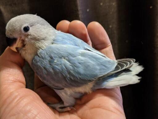 新井薬師前 じじきゃんち コザクラインコ インコ繁殖販売 じじきゃんち 新井薬師前のその他のペットの無料広告 無料掲載の掲示板 ジモティー 新井薬師前 じじきゃんち コザクラインコ インコ繁殖販売 じじきゃんち 新井薬師前のその他のペットの無料広告 無料掲載の掲示板 ジモティー