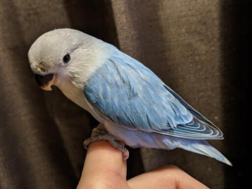 新井薬師前 じじきゃんち コザクラインコ インコの繁殖販売 じじきゃんち 新井薬師前のペットの無料広告 無料掲載の掲示板 ジモティー