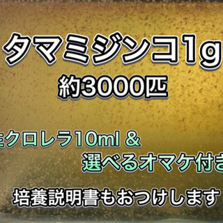 【ネット決済・配送可】爆安タマミジンコ1g(約3000匹)生クロ...