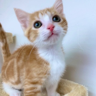 短足 里親募集 ジモティー