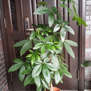 150cmパキラ 観葉植物