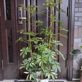 120cmホンコン観葉植物