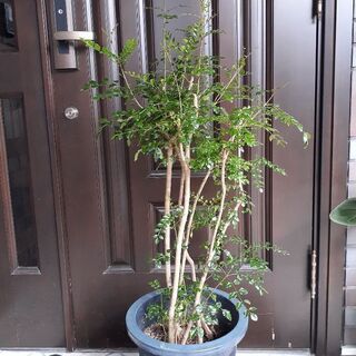 100cmトネリコ観葉植物