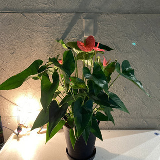 【ネット決済】観葉植物　アンスリウム鉢　赤