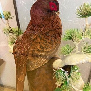 その他 ☆高さ100㎝・国鳥・雄の雉(キジ)のはく製・アカヤマドリ?☆