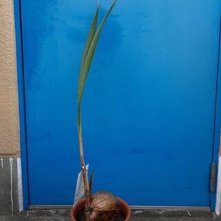 90cm ココナッツヤシの木 観葉植物