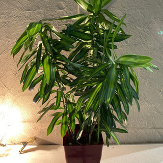 【ネット決済】観葉植物　ドラセナ　ソングオブジャマイカ