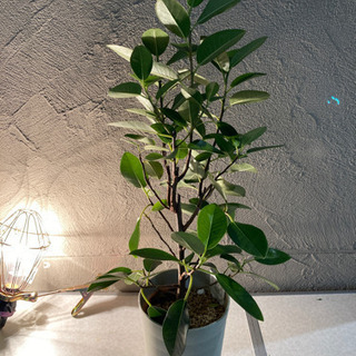 【ネット決済】観葉植物　フィッカスルビキノーサ　フランスゴムの木