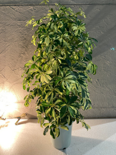 観葉植物　シェフレラ　シャーロット