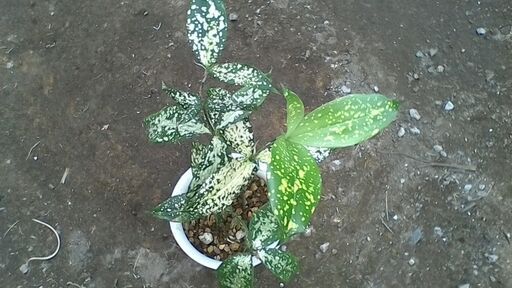 観葉植物ゴッドセフィアナ きぃ 佐波のその他の中古あげます 譲ります ジモティーで不用品の処分 観葉植物ゴッドセフィアナ きぃ 佐波のその他の中古あげます 譲ります ジモティーで不用品の処分