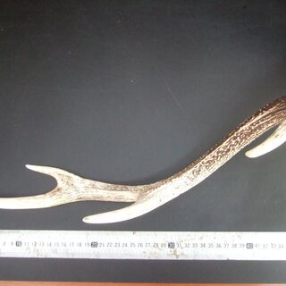鹿の角　頭蓋骨付き【手渡し限定】