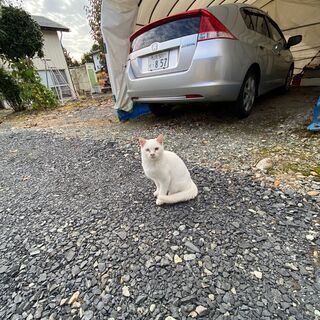 神秘的な瞳オッドアイの白猫です