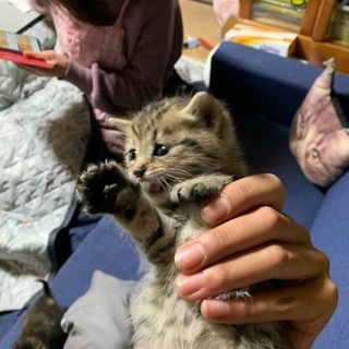 六つ子　キジトラの赤ちゃん　一匹から譲渡可能 − 福島県