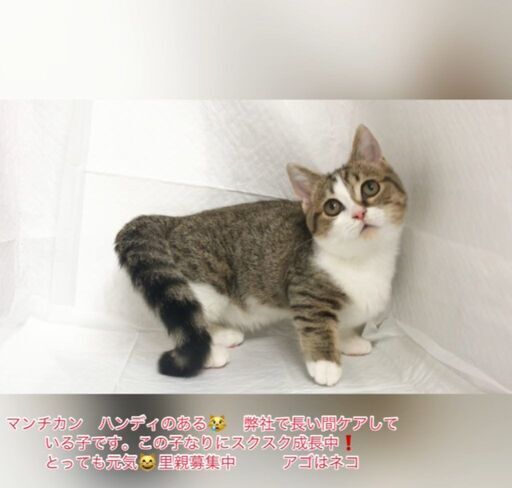 ハンディのある子猫マンチカン里親譲渡アゴはネコ 本文をよくご覧下さいませ アゴはネコ 代々木 代々木の猫の里親募集 ジモティー ハンディのある子猫マンチカン里親譲渡アゴはネコ 本文をよくご覧下さいませ アゴはネコ 代々木 代々木の猫の里親募集 ジモティー