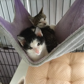 [決定]生後2ヶ月、黒白兄弟 - 猫