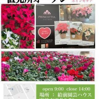 クリスマスのお花販売の画像