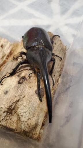 ヘラクレスオオカブト幼虫 Ysc 勝沼ぶどう郷のその他の中古あげます 譲ります ジモティーで不用品の処分