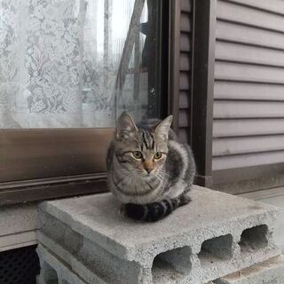 【取引中】4月15日生まれの子猫　♀4匹の里親募集します - 山武郡