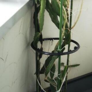 その他 【南国植物】ドラゴンフルーツ 大苗 鉢植え【育てませんか？】