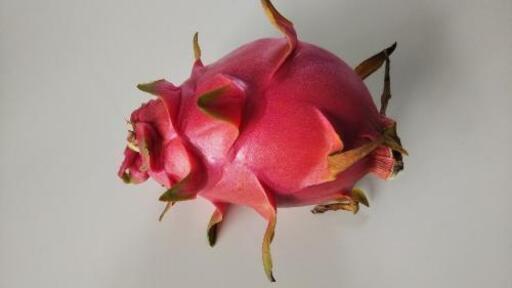 南国植物 ドラゴンフルーツ 大苗 鉢植え 育てませんか Takanari 平和台のその他の中古あげます 譲ります ジモティーで不用品の処分