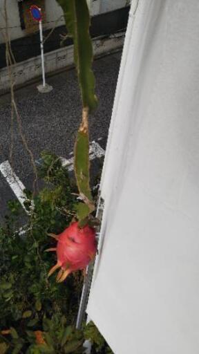 【南国植物】ドラゴンフルーツ 大苗 鉢植え【育てませんか？】