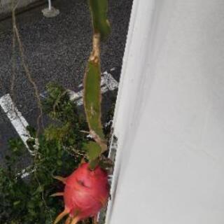 【南国植物】ドラゴンフルーツ 大苗 鉢植え【育てませんか？】