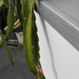 その他 【南国植物】ドラゴンフルーツ 大苗 鉢植え【育てませんか？】