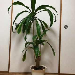 【無料】 幸福の木・ドラセナマッサンゲアナ120cm