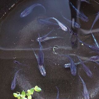 『極ブラック　メダカ』の稚魚～幼魚　２５匹＋α　未選別