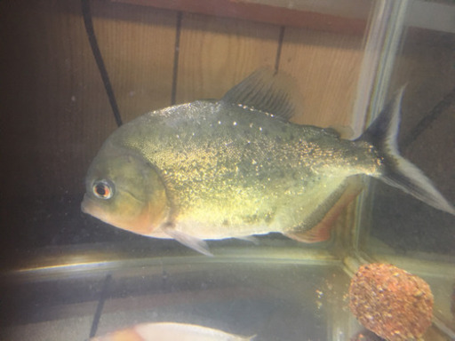 ピラニアナッテリー　17センチぐらい　水槽付き　ヒーター　フィルター付き熱帯魚