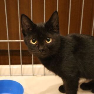 人なつっこい黒猫メス はるか 北九州の猫の里親募集 ジモティー