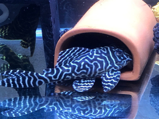 キンペコ
