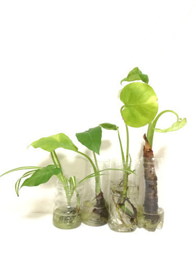 決定しました 無料 クワズイモの株分け cm パイナップル 和泉中央のその他の中古あげます 譲ります ジモティーで不用品の処分