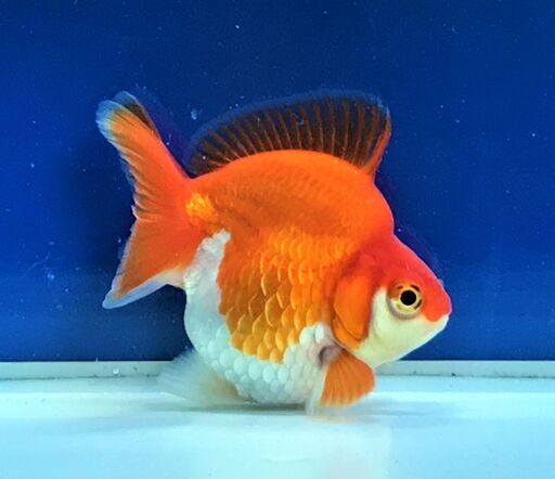 だるま琉金ショートテール雄金魚 ますちゃん 矢向のその他の中古あげます 譲ります ジモティーで不用品の処分