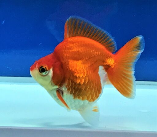 だるま琉金ショートテール雄金魚 ますちゃん 矢向のその他の中古あげます 譲ります ジモティーで不用品の処分 だるま琉金ショートテール雄金魚 ますちゃん 矢向のその他の中古あげます 譲ります ジモティーで不用品の処分